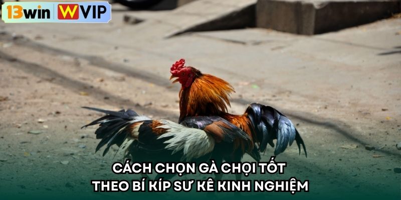 Cách Chọn Gà Chọi Tốt Theo Bí Kíp Sư Kê Kinh Nghiệm