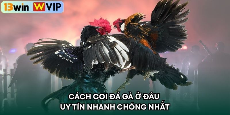 Cách coi đá gà ở đâu uy tín nhanh chóng nhất 