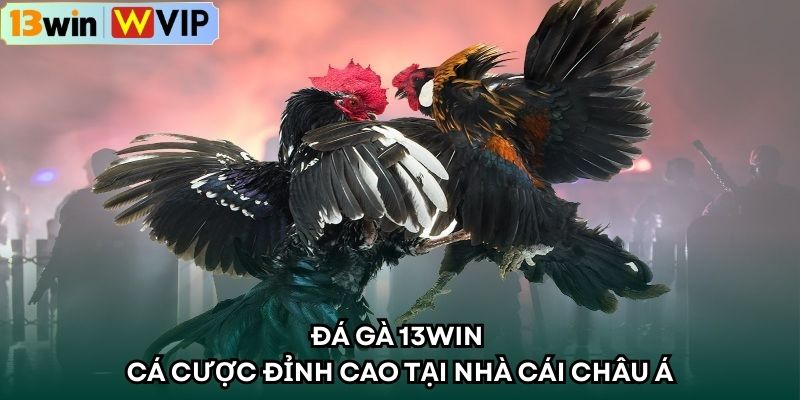 Đá gà 13WIN cá cược đỉnh cao tại nhà cái Châu Á