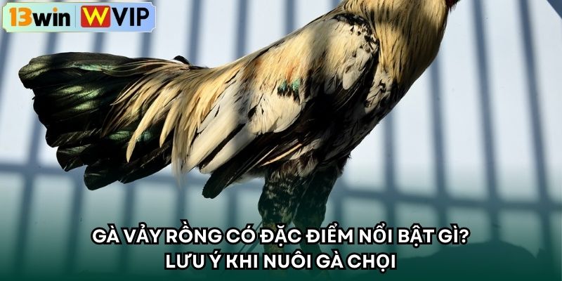 Gà Vảy Rồng Có Đặc Điểm Nổi Bật Gì? Lưu Ý Khi Nuôi Gà Chọi