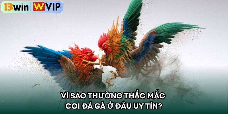 Vì sao thường thắc mắc coi đá gà ở đâu uy tín